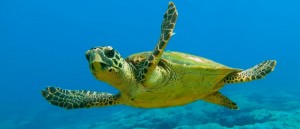 caretta-caretta-nedir